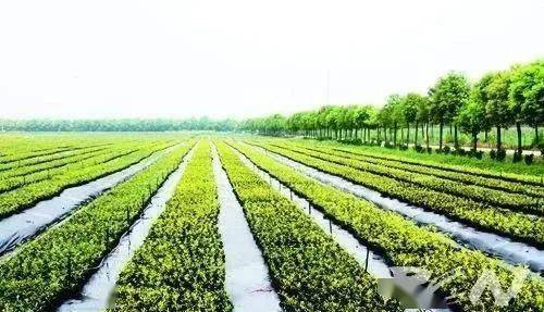 現(xiàn)代農(nóng)業(yè)生產(chǎn)技術入門 初級農(nóng)產(chǎn)品生產(chǎn)的基礎知識